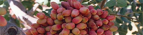 جنگ پسته کاران با کمبود نقدینگی/ ضرورت اصلاح قیمت گذاری چغندر قند